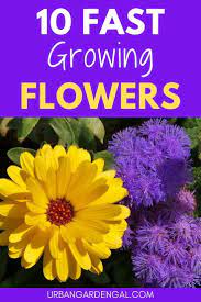 10 Fast Growing Flower Plants Fast Growing Flowers Planting Flowers From Seeds Planting Flowers