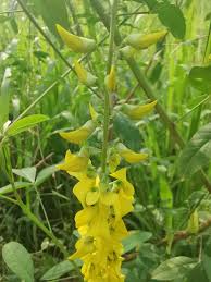 Image result for Crotalaria trichotoma