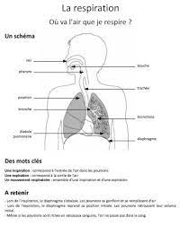 Représentations initiales et questionnement des élèves : A L Ecole De Celestine Eklablog