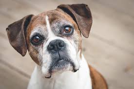 So let's look at the most common types of dog skin cancer. Skin Cancer In Dogs Pets Training And Boarding