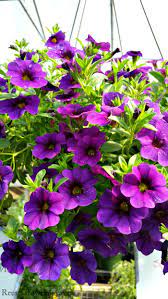 While some of the better options for hanging baskets include trailing plants, nearly any plant will work, including veggies, when given the proper growing conditions. Top 8 Plants For Hanging Baskets Reuse Grow Enjoy