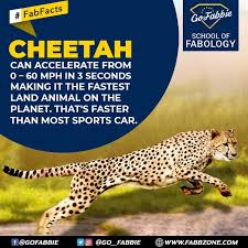 Fastest Animal On Earth Fun Facts Cheetah Pinterest Trivia