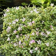 Image result for Rotala tenella