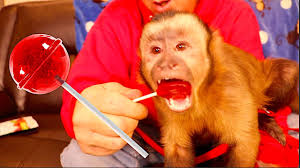 Learn colors with little baby monkey baby bottle bath time finger song for kid children. Monkeyboo Baby Monkey Shares First Lollipop With Pet Human Facebook