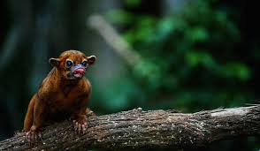 What Animals Live In The Amazon Rainforest Amazon Rainforest Animals Rainforest Animals Pets