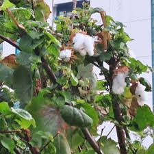 Image result for Gossypioides kirkii