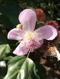 Image result for Bixa orellana