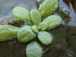 Image result for Callitriche