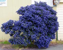 Check spelling or type a new query. Ceanothus Concha Gardensonline