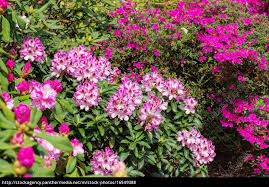Le nom de genre rhododendron est emprunté du grec ancien ῥoδόδενδρον 1, formé de ῥόδον, rhodon, « rose », et δένδρον, dendron, « arbre », proprement « arbre à roses », car le rhododendron est un arbre qui porte des fleurs imposantes et colorées en bout de rameaux, à l'image des rosiers 2. Rhododendron Und Azalee Rhododendron And Azalea Lizenzfreies Foto 16549388 Bildagentur Panthermedia