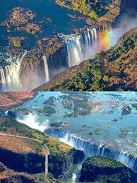 Image result for Zygotritonia atropurpurea