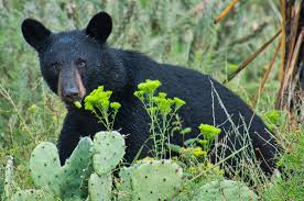 Gallery Reader Photos From Texas Highways Big Bend Experience Texas Highways Big Bend Big Bend National Park Photo