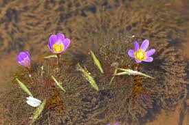 Image result for Cabombaceae