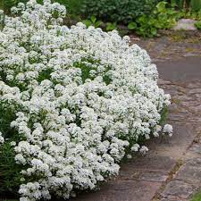 Candytuft Seeds Iberis Sempervirens Ground Cover Seed Flowering Ground Cover Perennials Ground Cover Ground Cover Plants