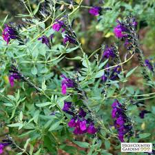 Flowerkisser Dark Shadows Salvia Dark Purple Flowers Salvia High Country Gardens