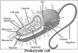 The cells perform several functions. Cbse Class 9 Chapter 5 Notes Part I