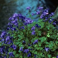 Check spelling or type a new query. Campanula Portenschlagiana Resholt S Variety Bellflower From Garden Center Marketing