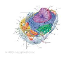 Maybe you would like to learn more about one of these? Animal Cell Anatomy Quiz