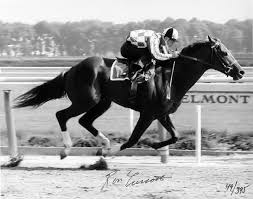 The fierce onslaught of the amigo pirates! The Greatest Racehorse To Ever Live Horses Beautiful Horses Racehorse