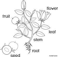 In the column lies the male and female reproductive. Download The Royalty Free Vector Coloring Page Parts Of Plant Morphology Of Flowering Plant With Root S Parts Of A Flower Coloring Pages Love Coloring Pages