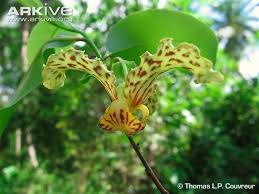 Image result for Monodora junodii