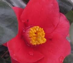 Camellia Japonica Korean Fire Camellia From Pleasant Run Nursery Plants Single Flower Camellia