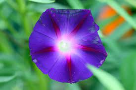 Contact artichokes & pomegranates in santa fe on weddingwire. Agua Fria Nursery Santa Fe Nm