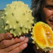 Image result for Cucumis ficifolius