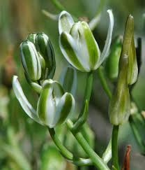 Image result for Albuca sp. no. 1