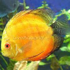Yellow Marlboro Jpg Discus Fish Beautiful Fish Freshwater Aquarium Fish