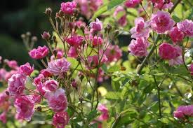 Le rose rampicanti generalmente hanno fiori più grandi rispetto alle rose a cespuglio. Rose Senza Spine O Quasi Niente Rose Senza Spine