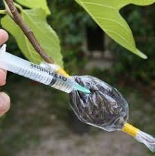 Air layering air layering is possibly the easiest way of propagating camellias and obtaining a reasonable sized plant within six to nine months. 13 Air Layering Ideas Air Layering Propagating Plants Fruit Trees