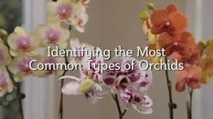 Maybe you would like to learn more about one of these? Better Gro Orchid Blog