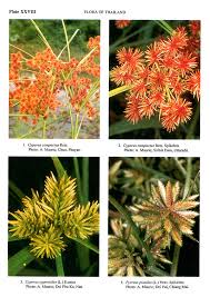 Image result for Pycreus pumilus