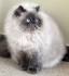 Himalayan Cat Breed Information, Pictures, Characteristics ...