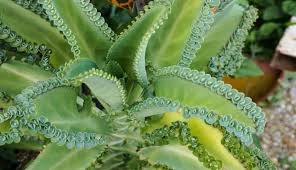 Kalanchoe Medicinal En Argentina Kalanchoe Propiedades Como Cuidar Las Plantas Cuidado De Plantas