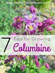 Pin On Gardening