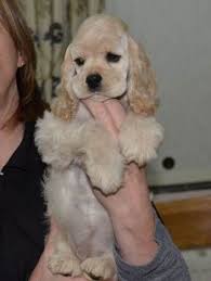 Lancaster puppies advertises puppies for sale in pa, as well as ohio, indiana, new york and other states. Dogs And Puppies Cocker Spaniel 67 Ideas Dogs Puppy Breeds Spaniel Puppies Cocker Spaniel Dog