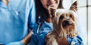Get mebane pet clinic reviews, ratings, business hours, phone numbers, and directions. Pet Grooming Burlington Nc Plaza Veterinary Hospital