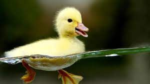 Check spelling or type a new query. Kenapa Orang Bangladesh Pilih Pelihara Bebek Daripada Ayam Jawabannya Tak Terduga Global Liputan6 Com