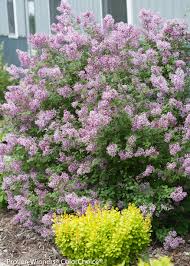 This barberry is quite different from its other barberry siblings: Sunjoy Gold Pillar Barberry Berberis Thunbergii Proven Winners