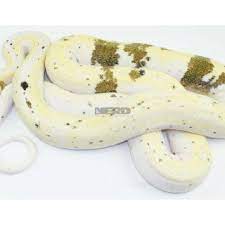 Cow Retic For Sale On Kingsnake Com Ball Python Morphs Ball Python Quokka
