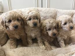 Maybe you would like to learn more about one of these? Apricot Goldendoodle Puppies For Sale Uk Bmo Show