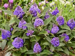 Image result for Komule střídavolisté