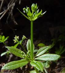 Image result for Galium stenophyllum