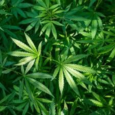 Marijuana, or marihuana, is a name for the cannabis plant and more specifically a drug preparation from it. Marihuana Medlineplus En Espanol