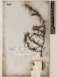 Image result for Enydra