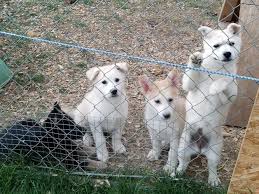 Puppyfinder.com is your source for finding an ideal german shepherd dog puppy for sale near dayton, ohio, usa area. German Shepherd Puppies White And Black And Tan For Sale In Columbus Ohio Classified Americanlisted Com