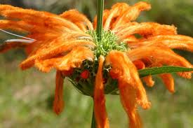 Image result for Leonotis decadonta