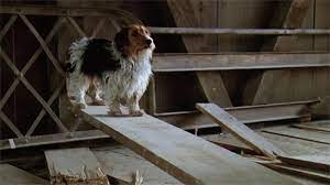 Your pup has appeared from the netherworld in this striped. Beetlejuice Dog Yahoo Image Search Results Beetlejuice Dogs Name That Movie